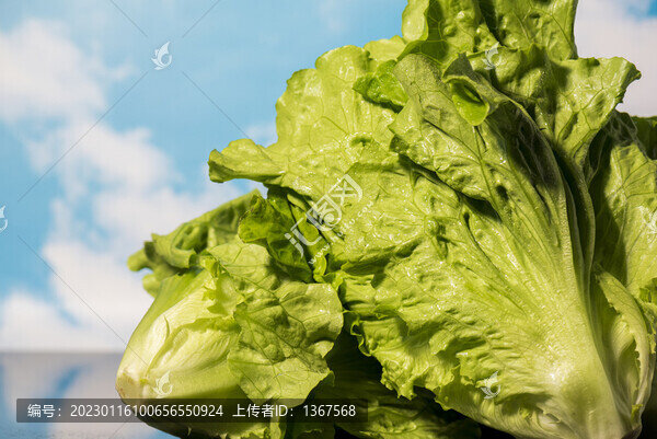 生菜