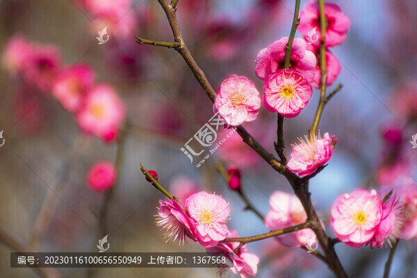 梅花盛開