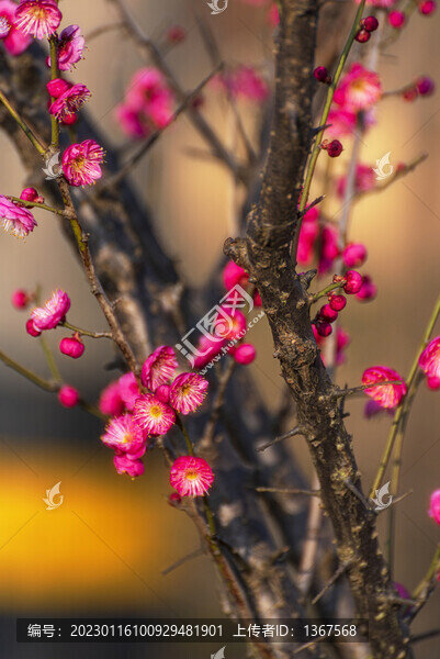 梅花