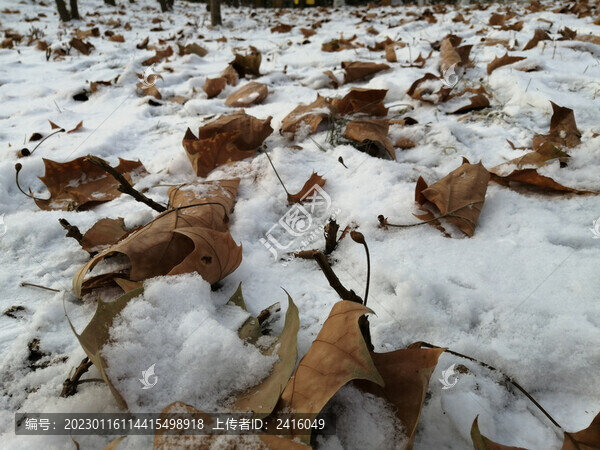 雪地落葉