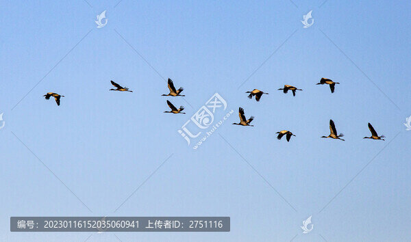 黑頸鶴