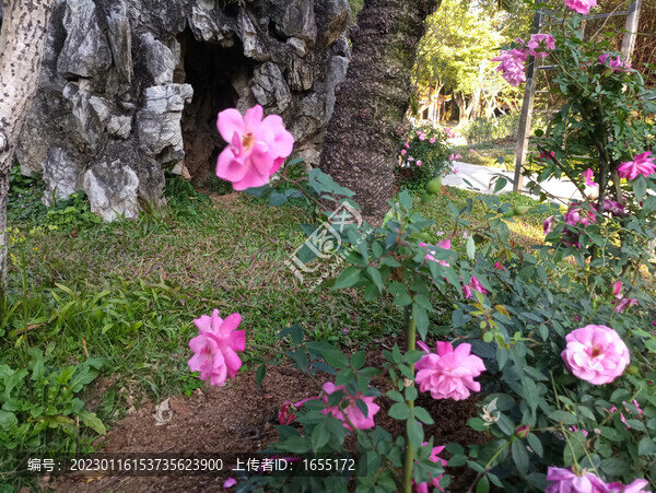 花草