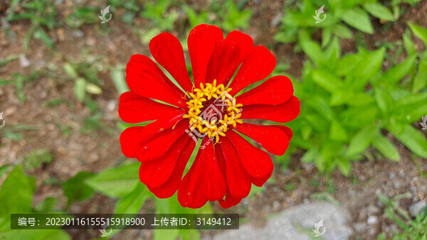 紅菊花特寫