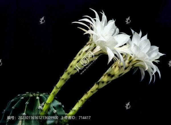 仙人球花
