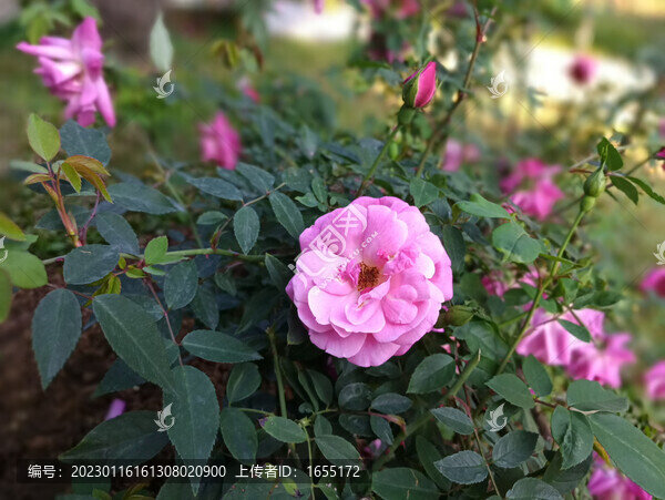 月季花