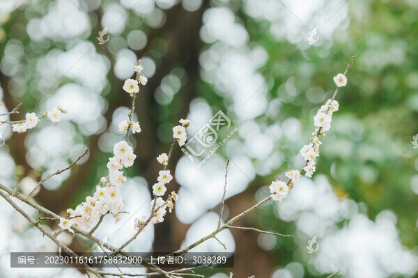 廣州蘿崗香雪公園梅花