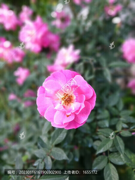 月季花