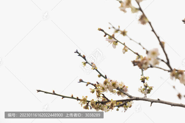 廣州蘿崗香雪公園梅花