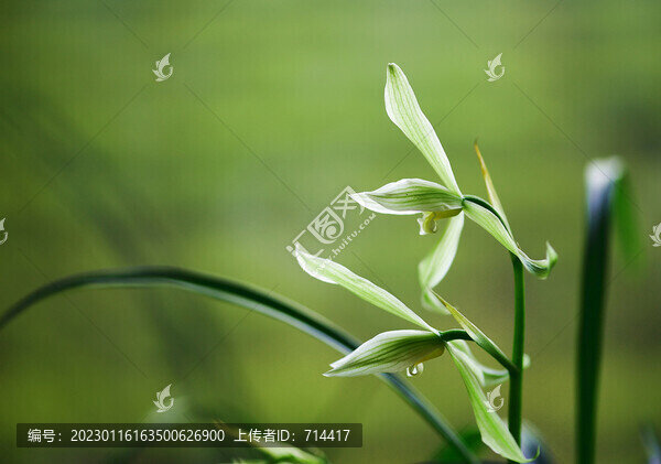 蘭草