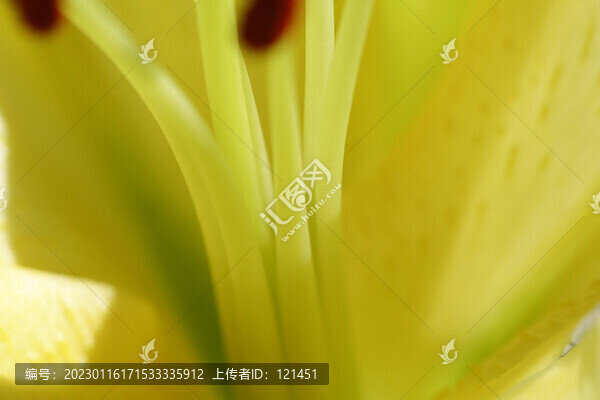 花朵特寫