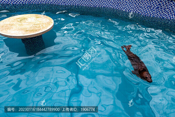 海豹