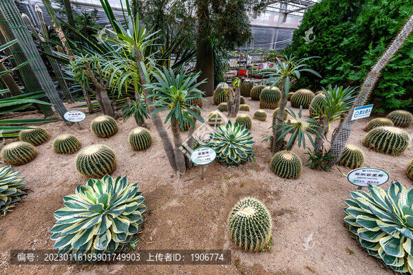 長春農(nóng)博會熱帶果樹園展區(qū)場景