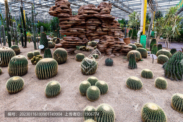 長春農(nóng)博會熱帶果樹園展區(qū)場景