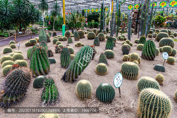 長春農(nóng)博會(huì)熱帶果樹園展區(qū)場景