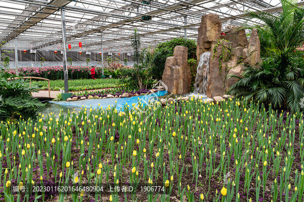 郁金香花