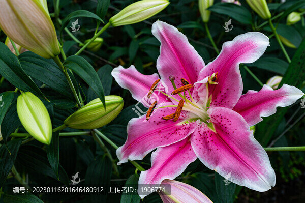 百合花