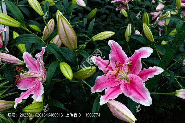 百合花