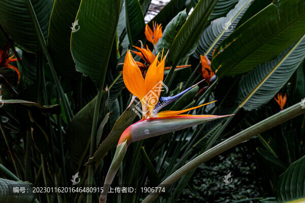 鶴望蘭花