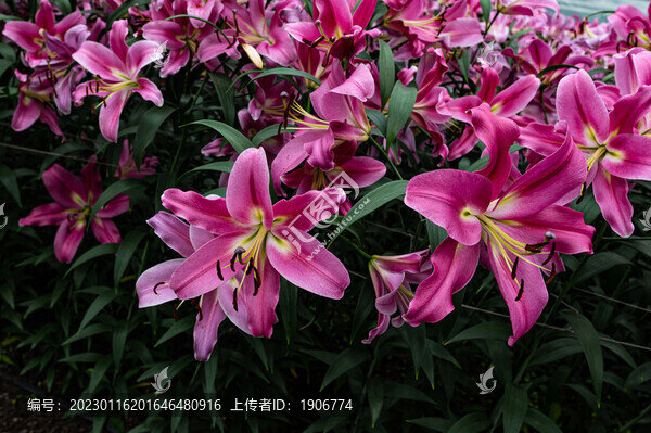 百合花