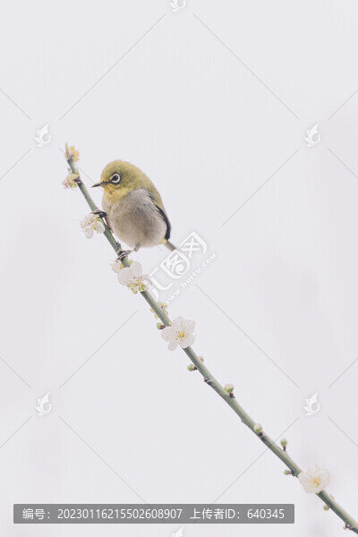 梅花上的暗綠繡眼鳥