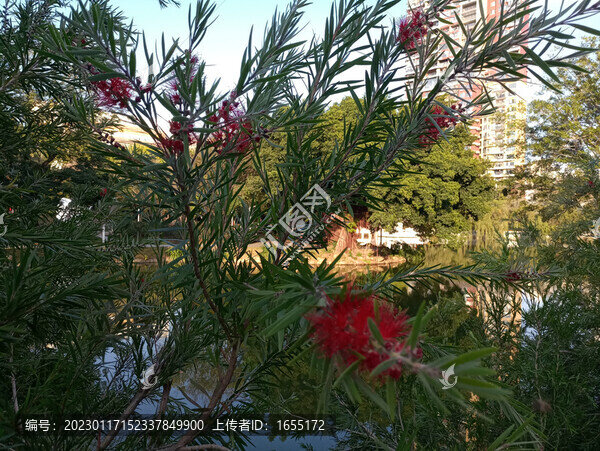公園芙蓉花