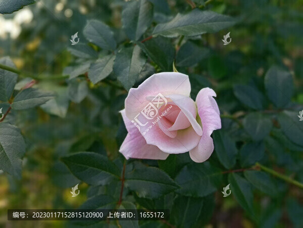 花草月季花