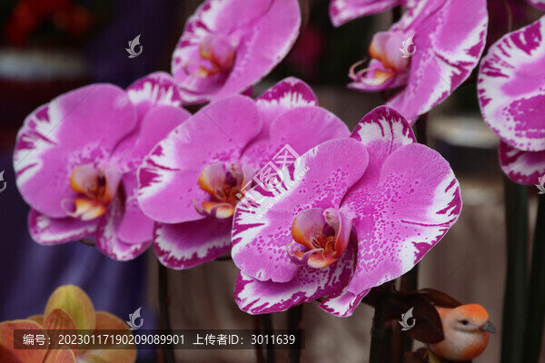 蝴蝶蘭花