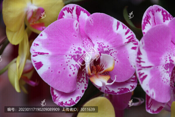 蝴蝶蘭花