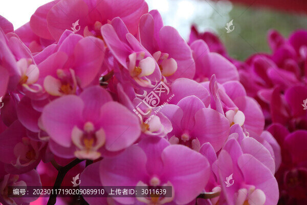 蝴蝶蘭花