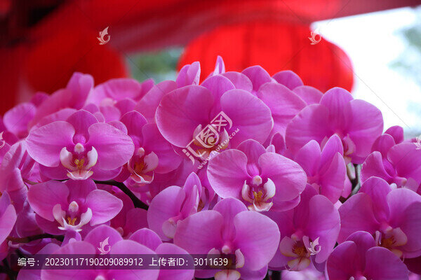 蝴蝶蘭花