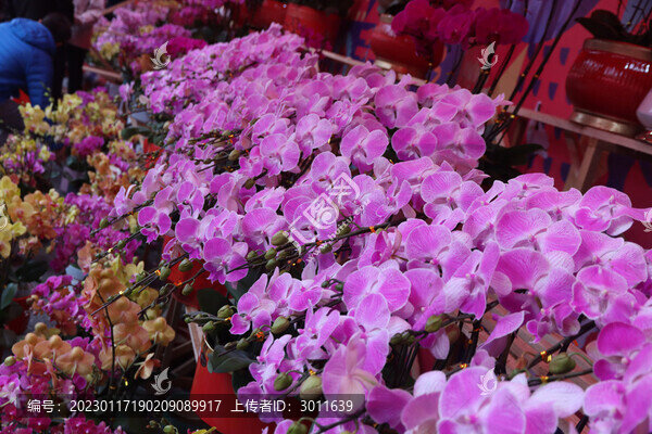 蝴蝶蘭花