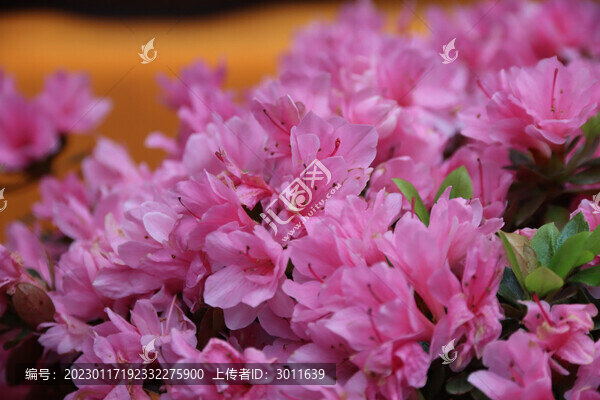 杜鵑花
