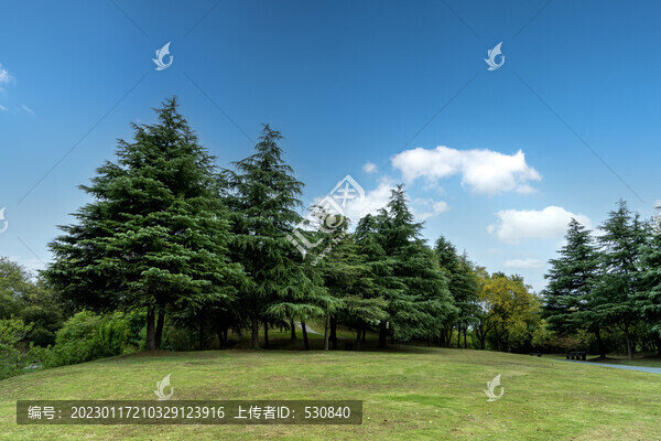 戶外綠樹林背景