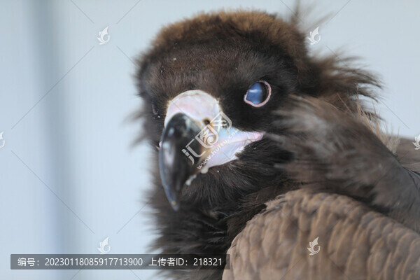 禿鷲眨眼間