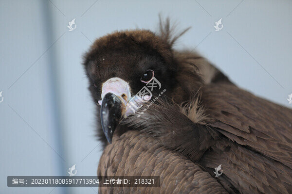 禿鷲