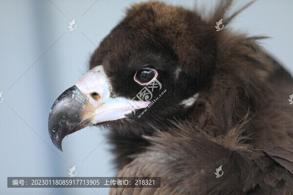 禿鷲