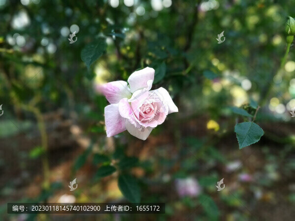 月季花