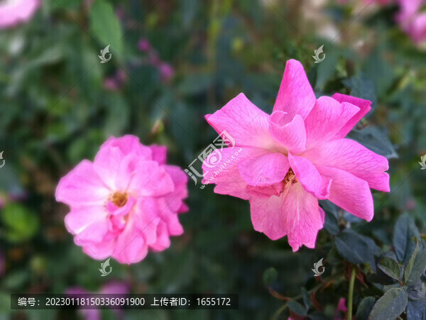 月季花