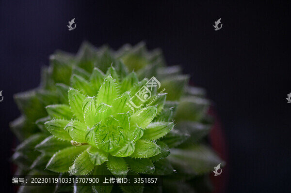 綠色多肉植物特寫