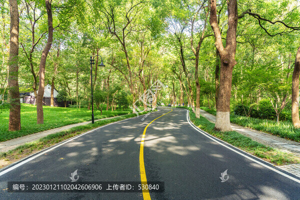 戶外森林公路