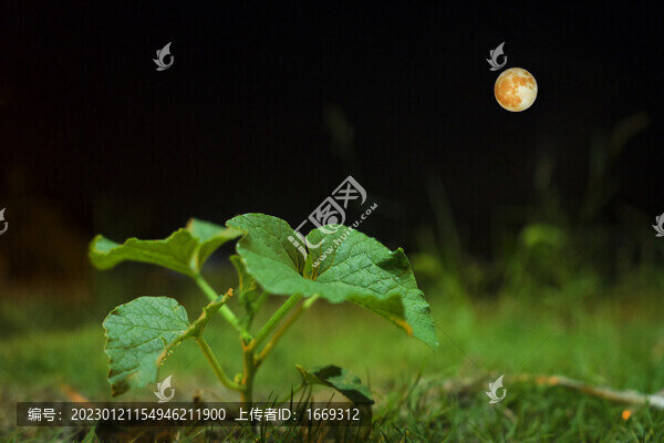 中秋節(jié)