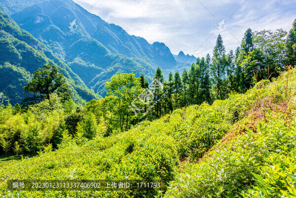 中國湖北神農(nóng)架神農(nóng)壇神農(nóng)茶園