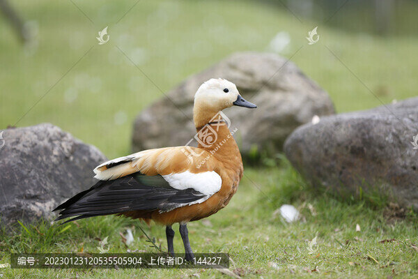 鴛鴦鳥