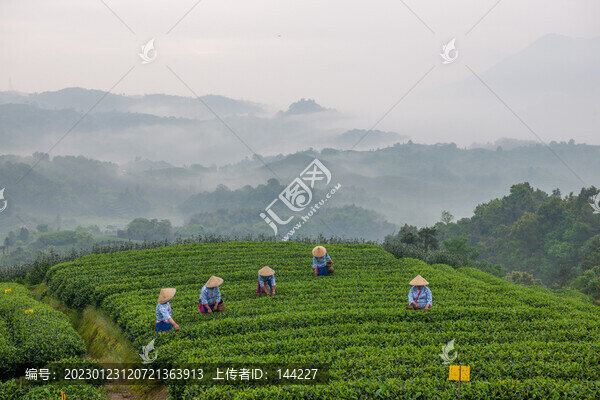 采茶