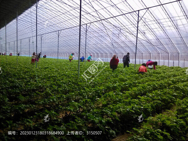 釆摘草莓大棚