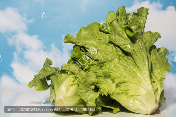 生菜