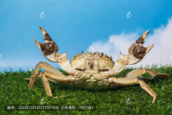 大閘蟹