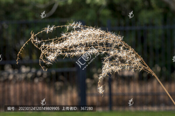茅草特寫