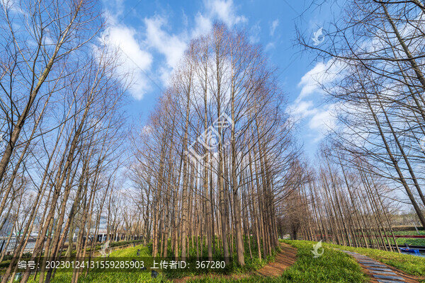 公園樹林