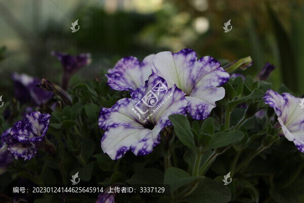 花特寫